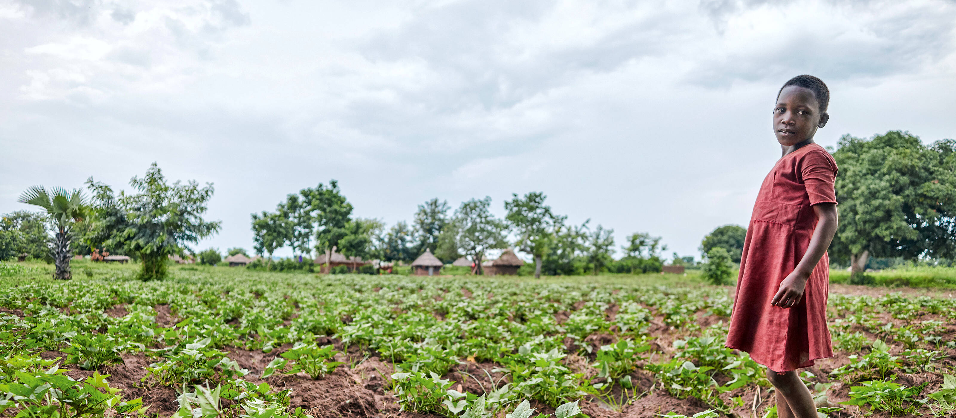 Einkommen und Ernährungssicherheit dank dem Moringa-Baum. Im Rahmen des Caritas-Projekts werden auf den Ländereien von Schulen, Gesundheitszentren und Gefängnissen Moringa-Plantagen angelegt. Uganda, Juni, 2019.